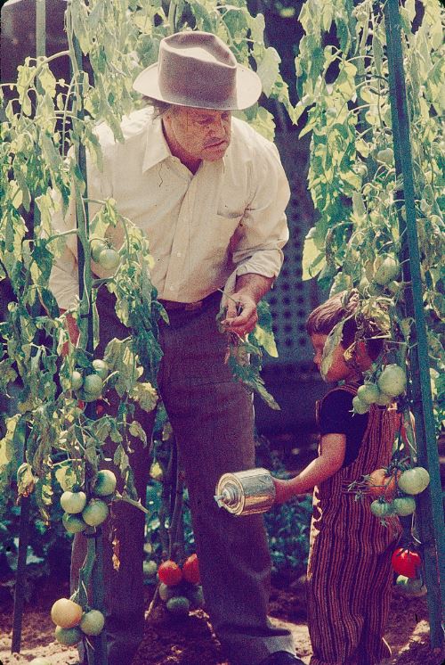 «GODFATHER»