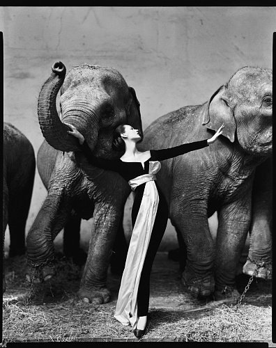 RICHARD AVEDON